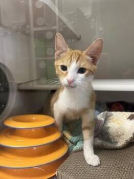 Simba (STRAY) -  Domestic Short Hair Cat for Adoption in Reisterstown, Maryland - Simba (STRAY) | PetCurious