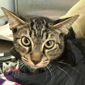 Riddle -  Domestic Short Hair Cat for Adoption in Lakeland, Florida - Riddle | PetCurious