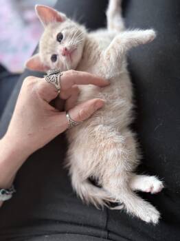 Domestic Short Hair Cats Available for Adoption in Chicago, Illinois - Tidbit | PetCurious