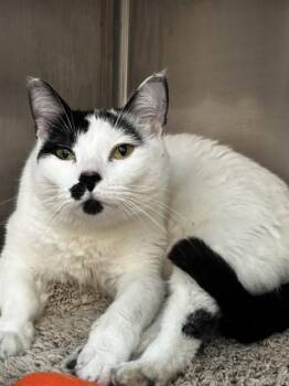 Domestic Short Hair Cats Available for Adoption - KAYLA | PetCurious