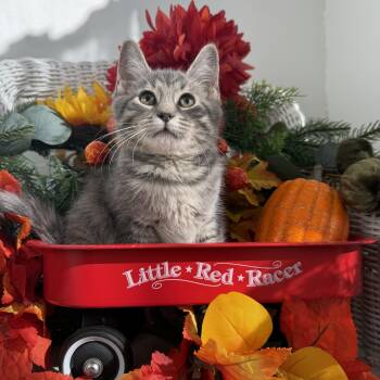 Seeley Booth Bones 56755 -  Domestic Short Hair Cat for Adoption in Eaton Rapids, Michigan - Seeley Booth Bones 56755 | PetCurious