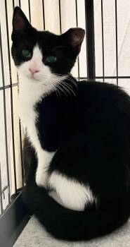 Moonpie -  Domestic Short Hair Cat for Adoption in Stratham, New Hampshire - Moonpie | PetCurious