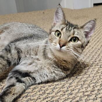 Willow FC SL -  Domestic Short Hair Cat for Adoption in Union, Missouri - Willow FC SL | PetCurious