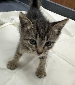 WILBUR -  Domestic Short Hair Cat for Adoption in Fort Lauderdale, Florida - WILBUR | PetCurious