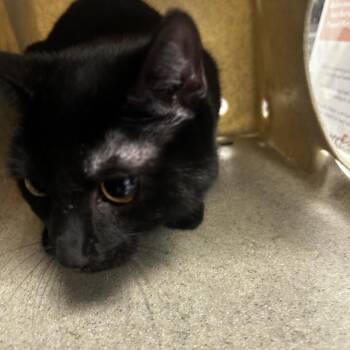 Domestic Short Hair Cats Available for Adoption in Philadelphia, Pennsylvania - Pearl | PetCurious