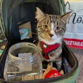 Spike -  Domestic Short Hair Cat for Adoption in Mcdonald, Pennsylvania - Spike | PetCurious