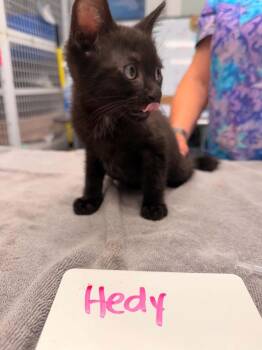 Hedy -  Domestic Short Hair Cat for Adoption in Vancouver, Washington - Hedy | PetCurious