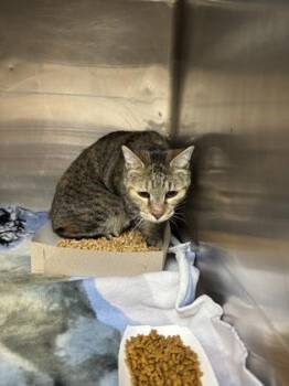 61765308 -  Domestic Short Hair Cat for Adoption in El Paso, Texas - 61765308 | PetCurious