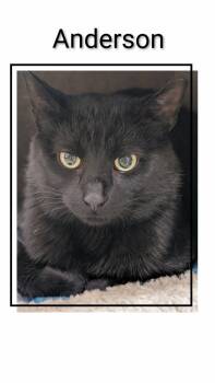 Domestic Short Hair Cats Available for Adoption in Caistor Centre, Ontario - Anderson | PetCurious