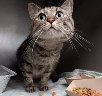 Toast -  Domestic Short Hair Cat Available for Adoption in New Braunfels, Texas - Toast | PetCurious