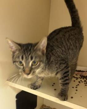 Lupin -  Domestic Short Hair Cat for Adoption in Chamblee, Georgia - Lupin | PetCurious