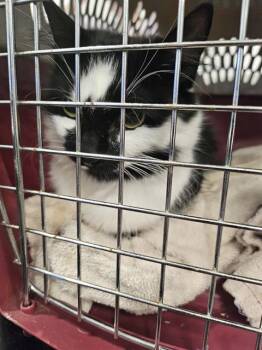 Rescue Domestic Medium Hair Cats for Adoption in Palmetto, Florida - A132542 | PetCurious