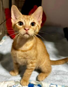 Rotini -  Domestic Short Hair Cat for Adoption in Magnolia, Texas - Rotini | PetCurious