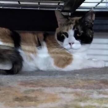 Crystal -  Domestic Short Hair Cat for Adoption in Blackfoot, Idaho - Crystal | PetCurious