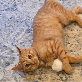 Sienna -  Domestic Short Hair Cat for Adoption in Mastic, New York - Sienna | PetCurious