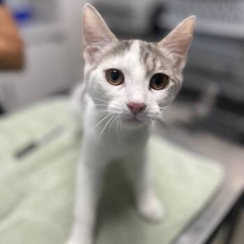 Tricycle -  Domestic Short Hair Cat for Adoption in Riverside, California - Tricycle | PetCurious