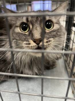 CODEX -  Domestic Long Hair Cat for Adoption in Las Vegas, Nevada - CODEX | PetCurious