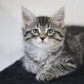 Domestic Medium Hair Cats Available for Adoption in Las Vegas, Nevada - Dion 53425 | PetCurious