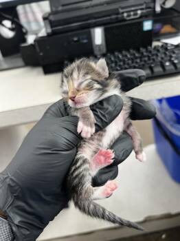 BASIL -  Domestic Medium Hair Cat for Adoption in Dallas, Texas - BASIL | PetCurious