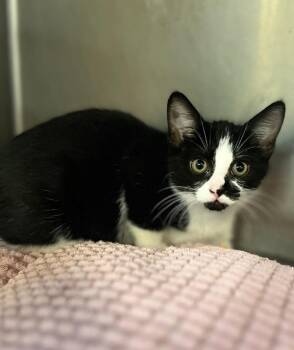 Domestic Short Hair Cats Available for Adoption - Tulip 23C-0048 | PetCurious