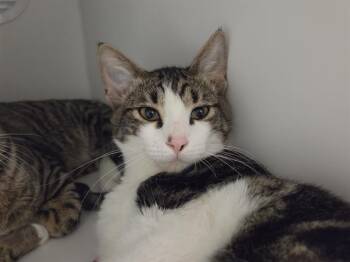 SNOWBALL -  Domestic Short Hair Cat for Adoption in Kent, Washington - SNOWBALL | PetCurious