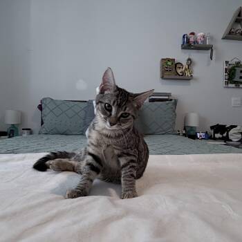 Denver -  Domestic Short Hair Cat for Adoption in Murfreesboro, Tennessee - Denver | PetCurious