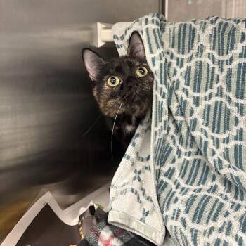 Syx -  Domestic Short Hair Cat for Adoption in Pittsburgh, Pennsylvania - Syx | PetCurious