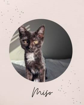 MISO -  Domestic Medium Hair Cat for Adoption in Coquitlam, British Columbia - MISO | PetCurious