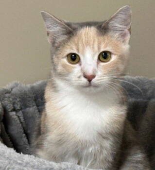 Rescue Domestic Short Hair Cats for Adoption in Crossville, Tennessee - Opal | PetCurious