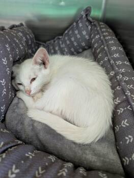 Solo - At shelter -  Domestic Short Hair Cat for Adoption in Rustburg, Virginia - Solo - At Shelter | PetCurious