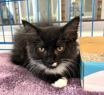 Zena -  Domestic Long Hair Cat for Adoption in Bridgeport, Connecticut - Zena | PetCurious