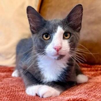 Ronaldo the Purrfect Match -  Tuxedo and Domestic Medium Hair Cat for Adoption in Friendswood, Texas - Ronaldo The Purrfect Match | PetCurious