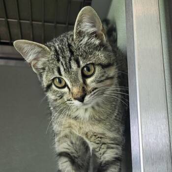 Potter -  Domestic Short Hair Cat for Adoption in Chattanooga, Tennessee - Potter | PetCurious