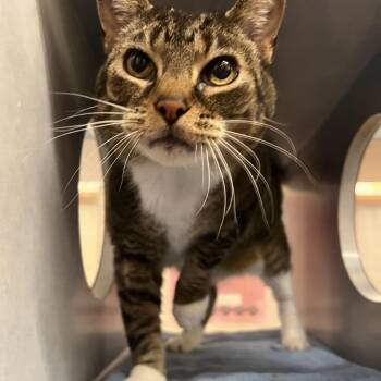 Pearl -  Domestic Medium Hair Cat for Adoption in Glenwood Springs, Colorado - Pearl | PetCurious