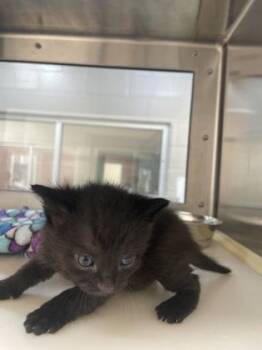 Domestic Short Hair Cats Available for Adoption in Westland, Michigan - Prince Of Pumpernickle | PetCurious