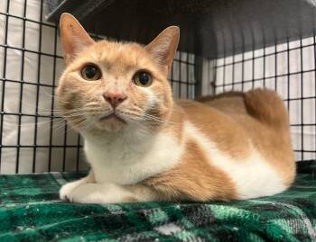 Domestic Short Hair Cats Available for Adoption - Saranac | PetCurious