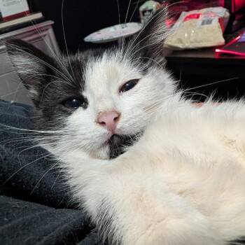 Fish -  Domestic Short Hair Cat for Adoption in Layton, Utah - Fish | PetCurious