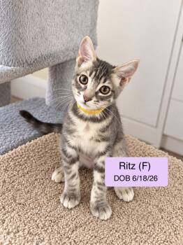 Ritz -  Domestic Short Hair and Tabby Cat for Adoption in Vacaville, California - Ritz | PetCurious