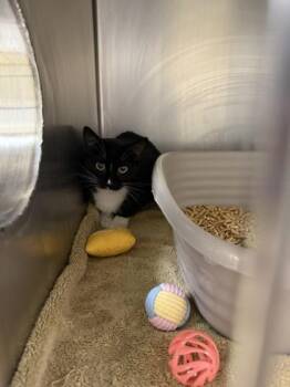 Banjo -  Domestic Short Hair Cat for Adoption in Longmont, Colorado - Banjo | PetCurious