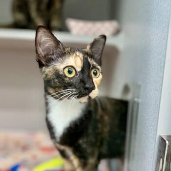 Water -  Domestic Short Hair Cat for Adoption in Atlanta, Georgia - Water | PetCurious