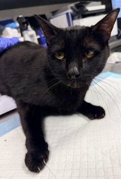 BLACKIE -  Domestic Short Hair Cat for Adoption in Ontario, California - BLACKIE | PetCurious