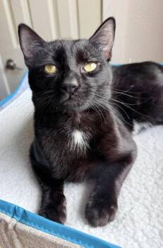 Midnight - young mellow fellow -  Bombay and Domestic Short Hair Cat Available for Adoption in San Luis Obispo, California - Midnight - Young Mellow Fellow | PetCurious