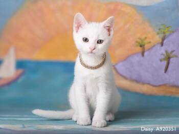 DAISY -  Domestic Short Hair Cat for Adoption in Sacramento, California - DAISY | PetCurious