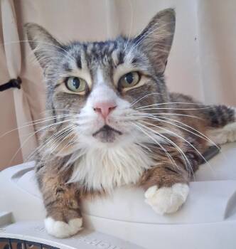 Maine Coon and Domestic Long Hair Cats Available for Adoption - Corky | PetCurious