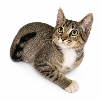 Towson -  Domestic Short Hair Cat for Adoption in Kanab, Utah - Towson | PetCurious