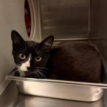 Florence -  Domestic Short Hair Cat Available for Adoption in Council Bluffs, Iowa - Florence | PetCurious