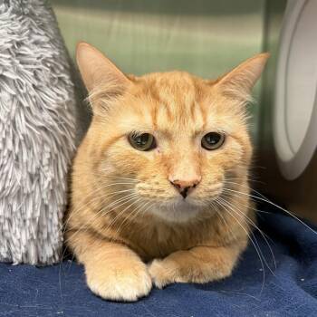 Domestic Short Hair Cats Available for Adoption in Barnstable, Massachusetts - CRUSH | PetCurious