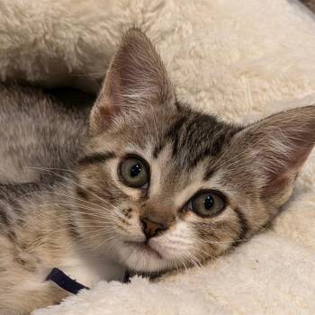 Fantasy -  Domestic Short Hair Cat for Adoption in Spokane, Washington - Fantasy | PetCurious