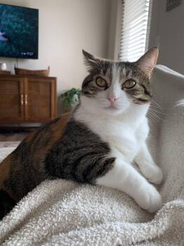 Domestic Short Hair Cats Available for Adoption in Virginia Beach, Virginia - Juno | PetCurious