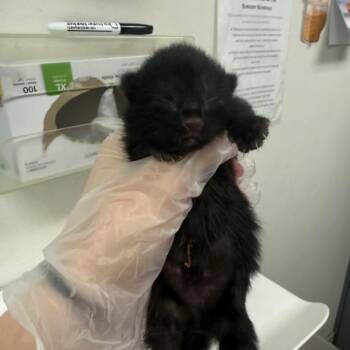 Birch -  Domestic Medium Hair Cat for Adoption in Charleston, West Virginia - Birch | PetCurious
